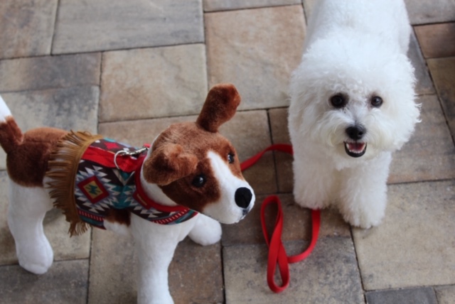 Stelli & Kingsley - Custom Puppy Harnesses